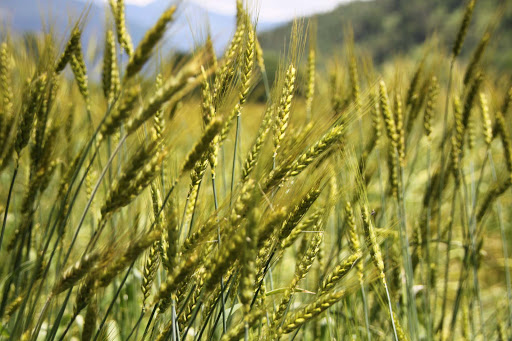 Biohof Schafferbauer