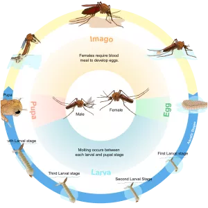 Biological life cycle