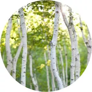 Birch