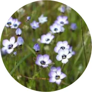 Bird's-eye gilia - Plants