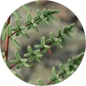 Bird's foot cliffbrake