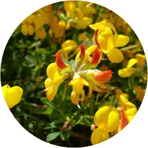 Bird's-foot trefoil - Plants