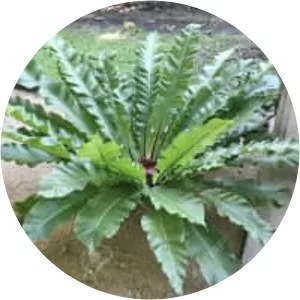 Bird's-nest fern (Asplenium nidus)