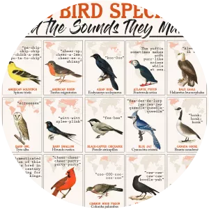 Bird Sounds - Musical artist