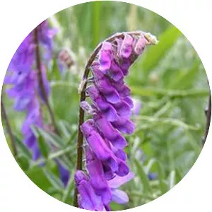 Bird vetch - Plants