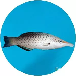 Bird wrasse