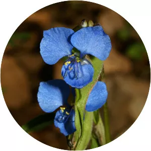Birdbill dayflower - 