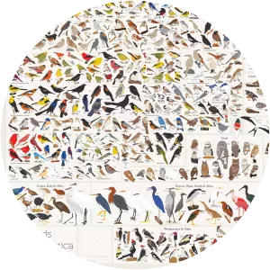 Birds of North America - Book