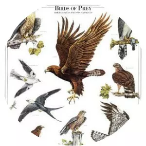 Birds of Prey - 2020 ‧ Action/Adventure ‧ 1h 49m