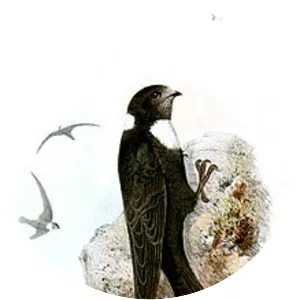 Biscutate swift - Bird