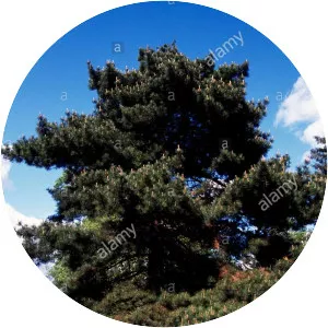 Bishop pine - Plants