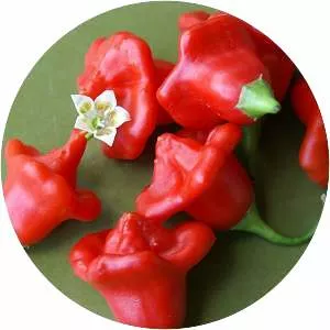 Bishop's crown - Plants