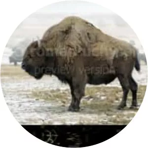 Bison antiquus photograph
