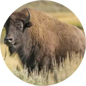 Bison