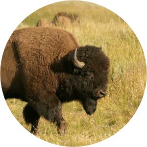 Bisonfarmen i Gate Hjo - 