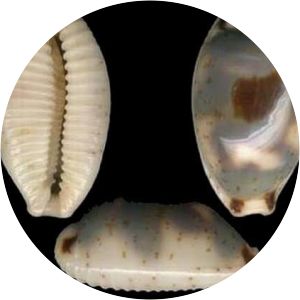 Bistolida ursellus - 