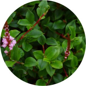 Bistorta vacciniifolia - 