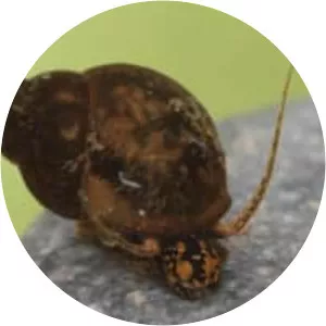 Bithynia tentaculata