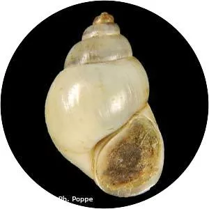 Bithyniidae