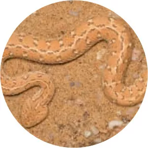 Bitis peringueyi (Peringuey Engereği)