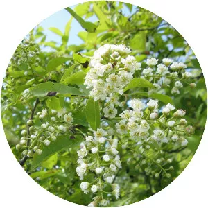 Bitter-berry - Plants