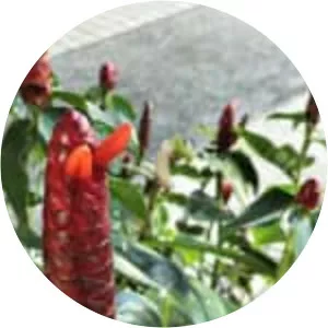 Bitter ginger - Plants