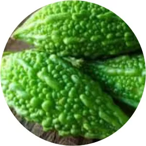 Bitter melon - Plants