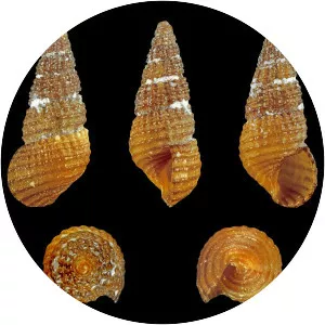 Bittium reticulatum
