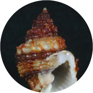 Bivetiella cancellata