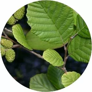 Black alder - Plants