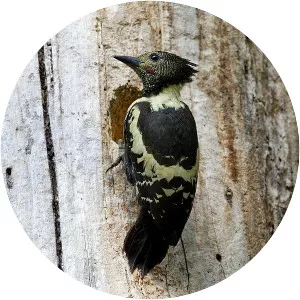 Black-and-buff woodpecker