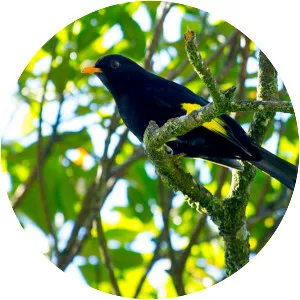 Black-and-gold cotinga - 