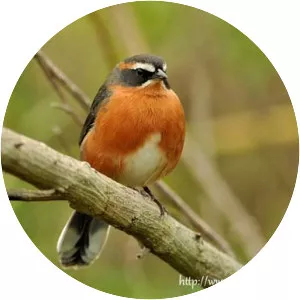 Black-and-rufous warbling finch - Bird