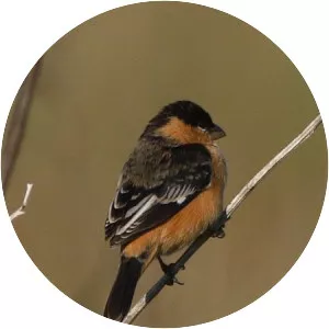 Black-and-tawny seedeater