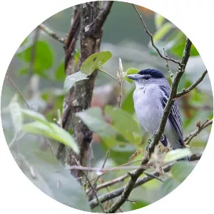 Black-and-white becard - Bird