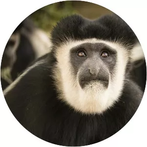 Black-and-white colobuses