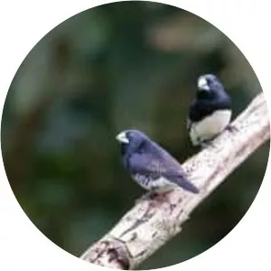 Black-and-white mannikin