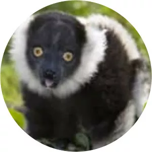 Black-and-white ruffed lemur