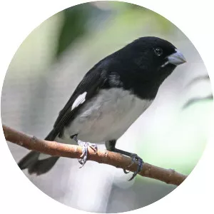 Black-and-white seedeater