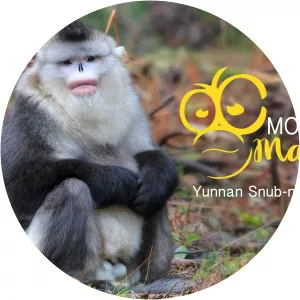 Black-and-white snub-nosed monkey