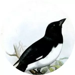Black-and-white tanager