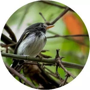 Black-and-white tody-flycatcher - Birds