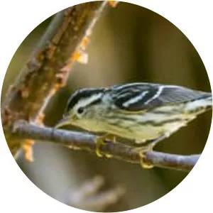 Black-and-white warbler - Birds