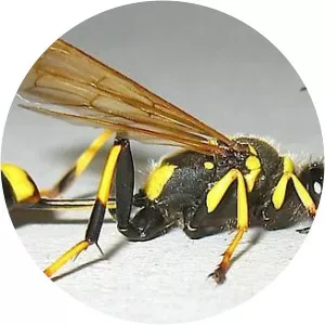 Black and yellow mud dauber