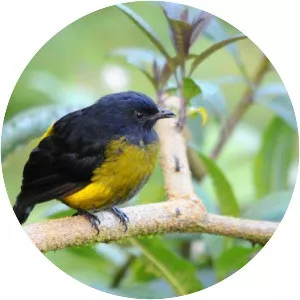Black-and-yellow phainoptila