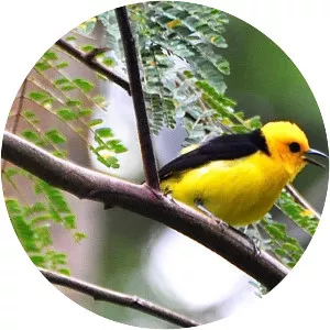 Black-and-yellow tanager