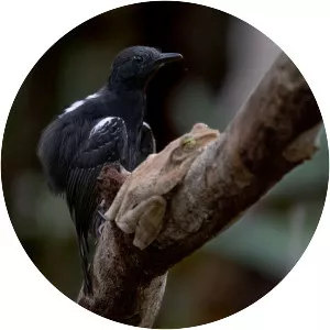 Black antbird - Bird