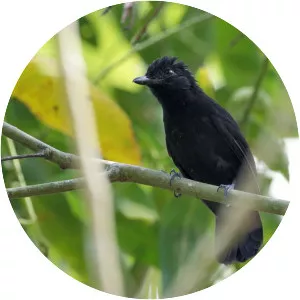 Black antshrike