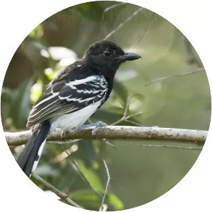 Black-backed antshrike