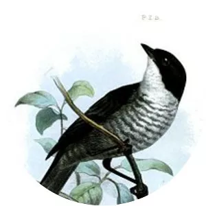 Black-backed bush tanager